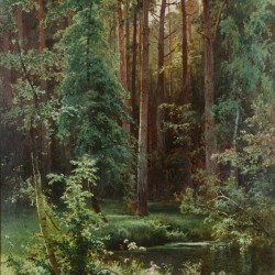 Sunny forest